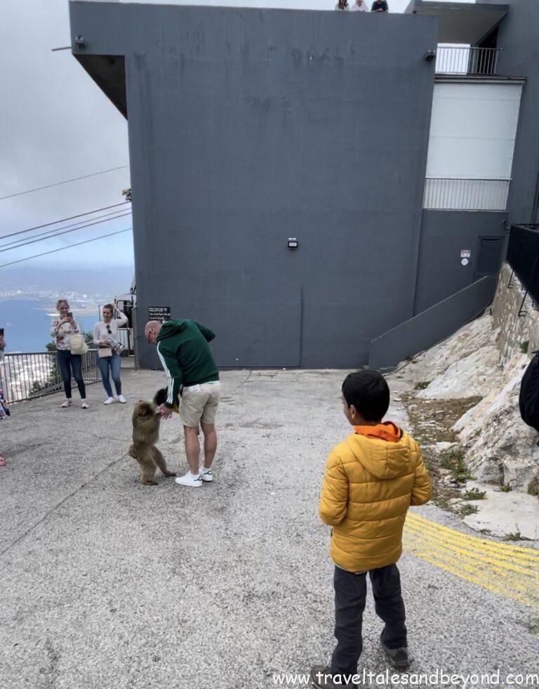Barbary macaques trying to snatch food, Gibraltar