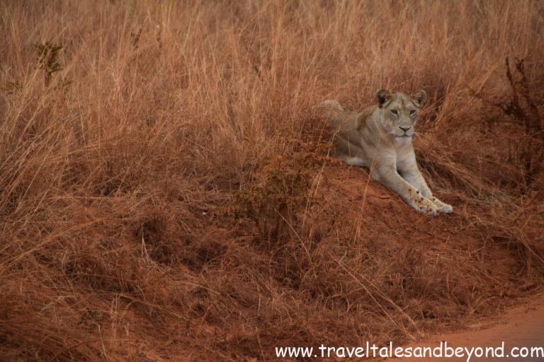 Lion spotted during game drive in Tarangire National Park, Tanzania