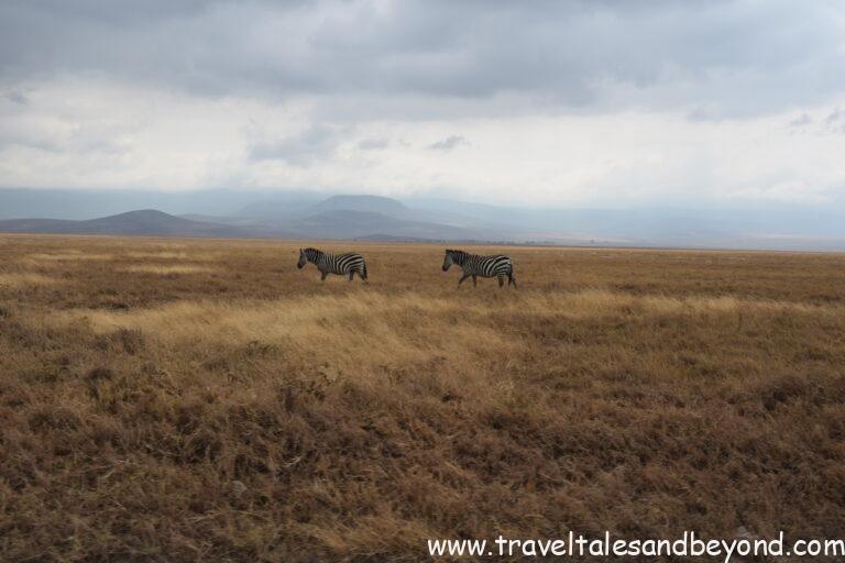 Ngorongoro Crater, Tanzania, African safari