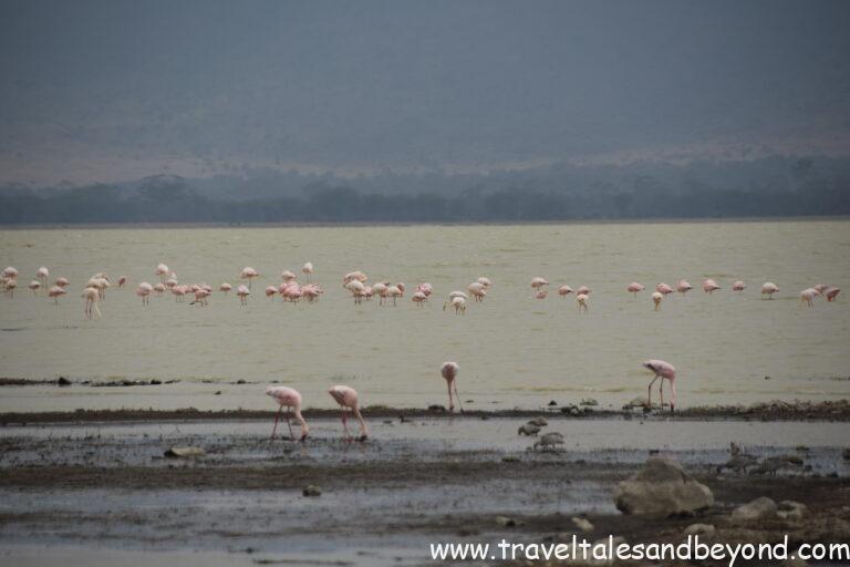 Flamingos in Ngorongoro Crater, Tanzania
