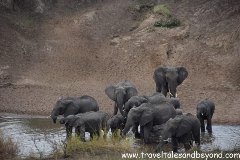 Elephant herd crossing a river, Tanzania