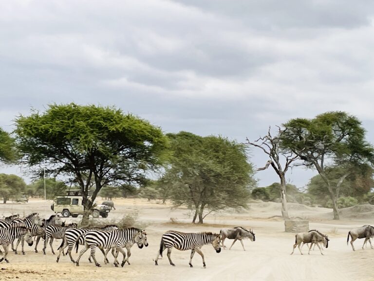 Tarangire National Park, Tanzania, African safari