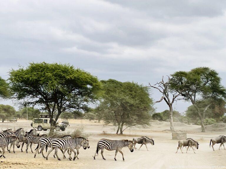 Tarangire National Park, Tanzania, African safari