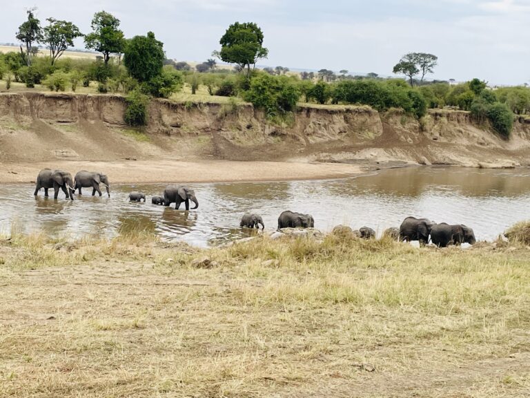 Serengeti Migration