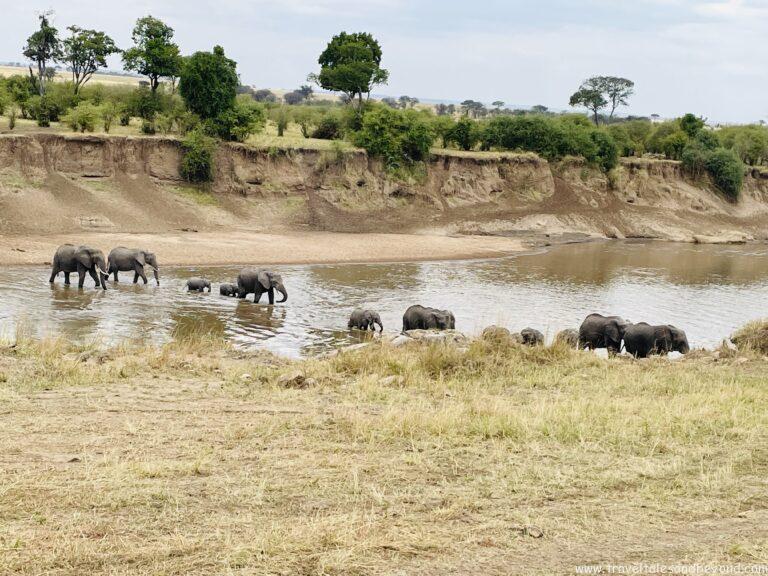 Serengeti Migration, Elephants crossing Mara River, Tanzania