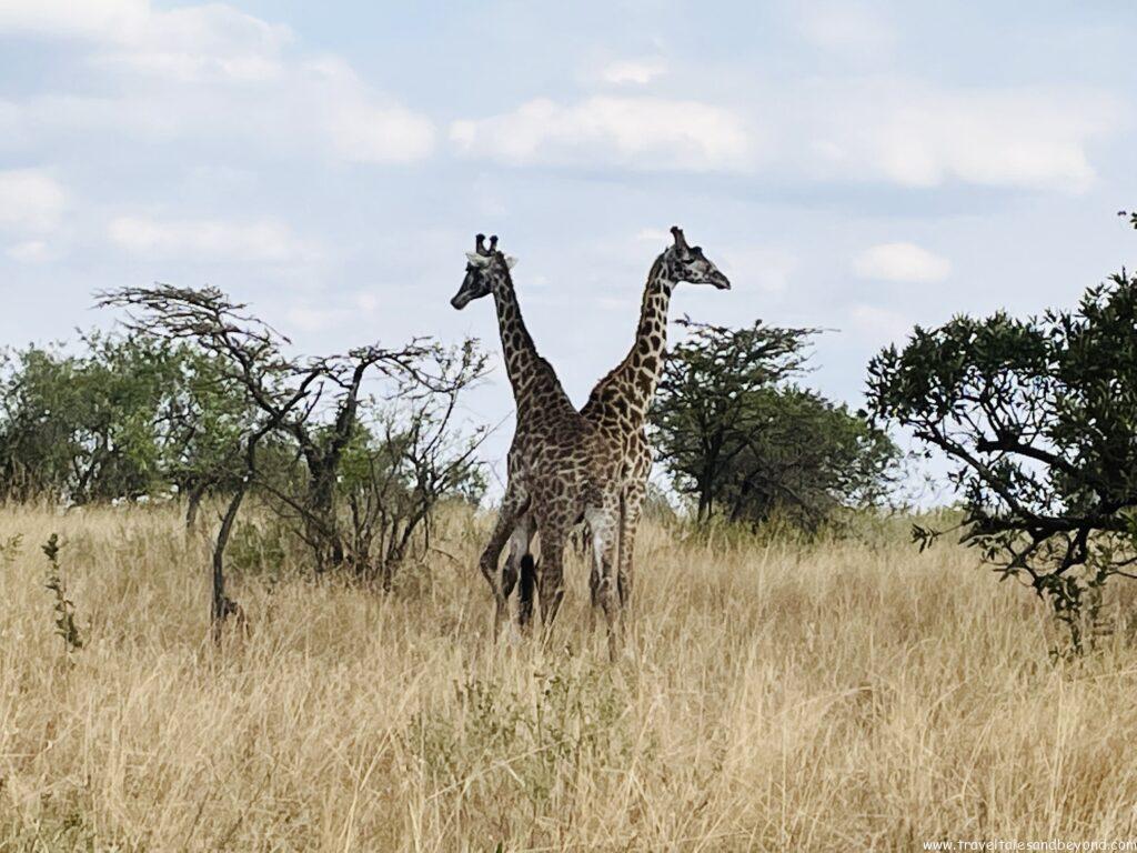 Giraffe spotted during game drive in Tarangire National Park, Tanzania