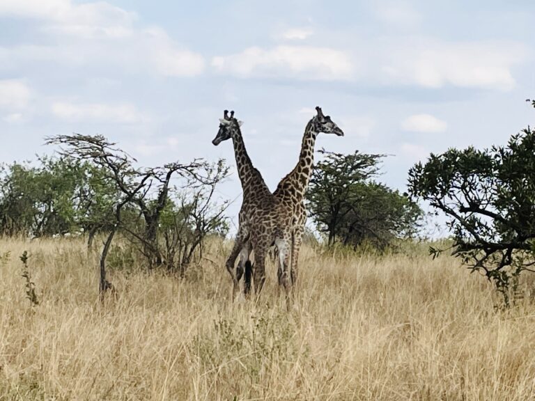 Giraffe, Safari
