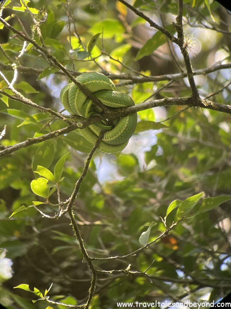 Venomous viper snake coiled on a tree branch in Curi Cancha wildlife reserve, Monteverde Costa Rica