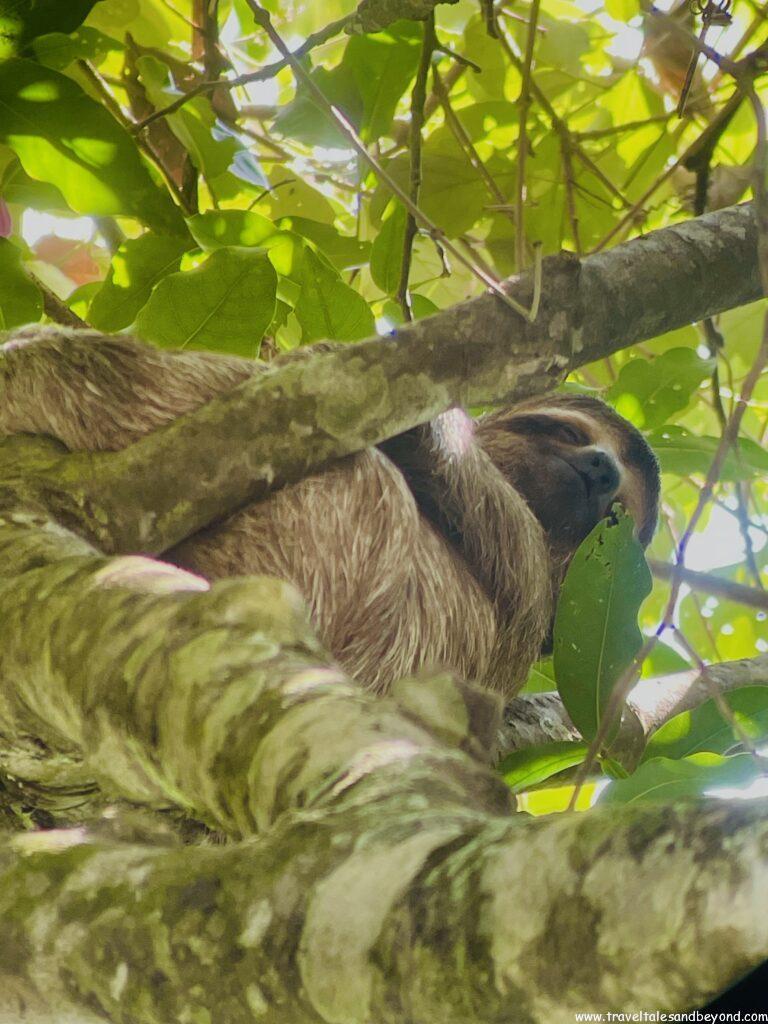Sloth, Manuel Antonio National Park, Costa Rica