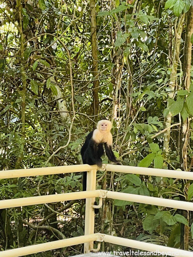 Howler monkey in the Manuel Antonio National Park