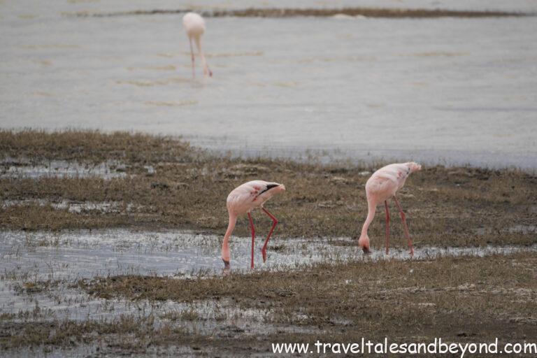 Flamingos in Ngorongoro Crater, Tanzania