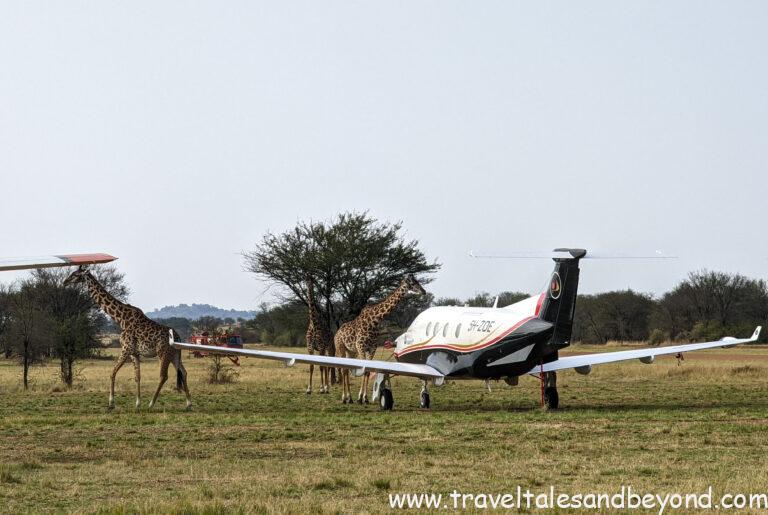 Kogatende Airstrip in Serengeti, Tanzania, African safari