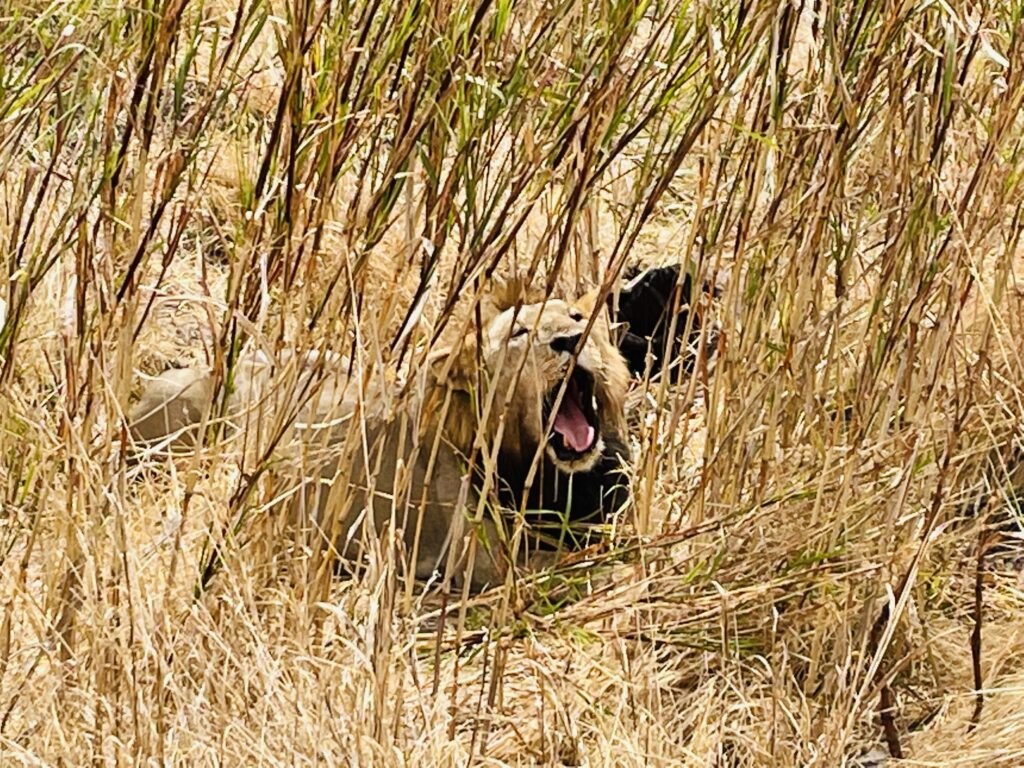 Tanzania Safari