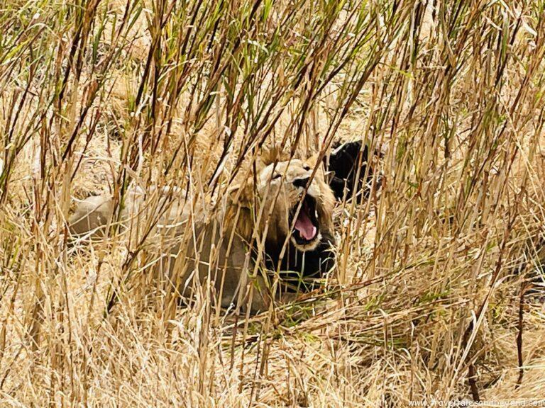 A roaring lion in Serengeti National Park, Tanzania