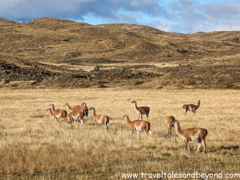 Herds of Guanacos in Patagonia, Chile