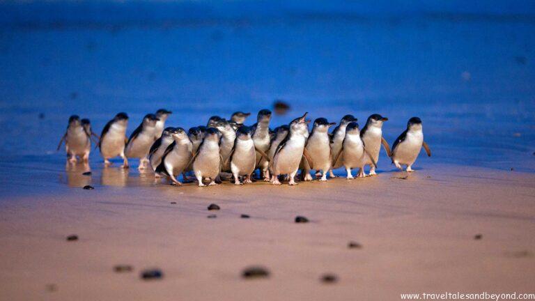 Penguin Parade, Phillip Island