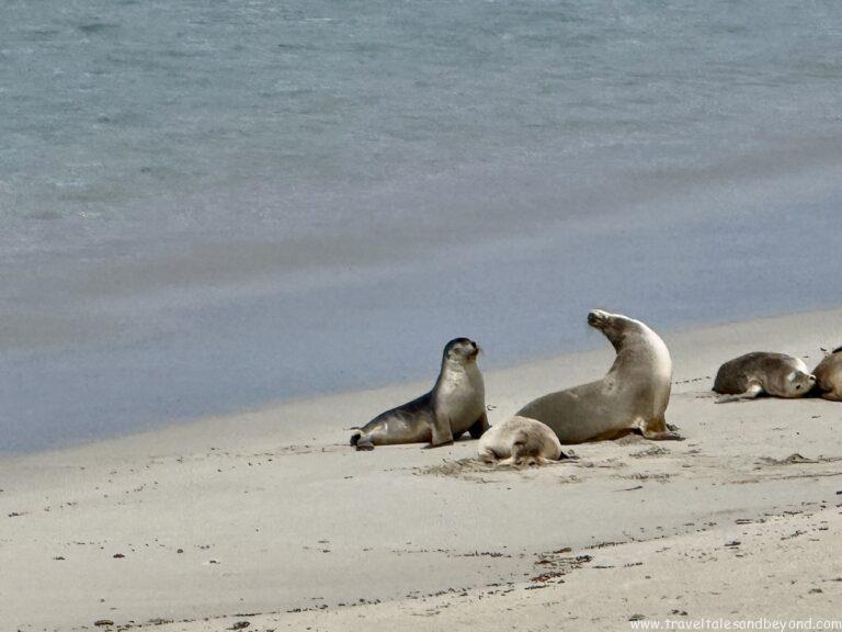 Sea lions, Seal Bay conservation park, Kangaroo Island, Australia