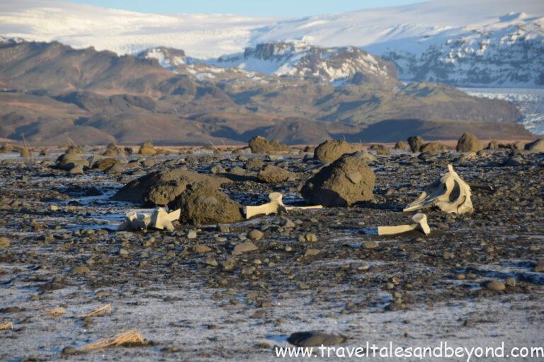 Black sand beach with animal skeletons