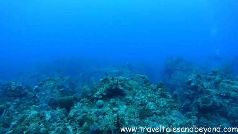 Shark diving Grand Bahama Freeport Bahamas