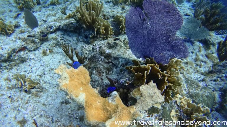 Snorkeling in crystal clear water