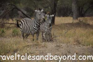 Zebras in Tarangire National Park, African safari, Tanzania