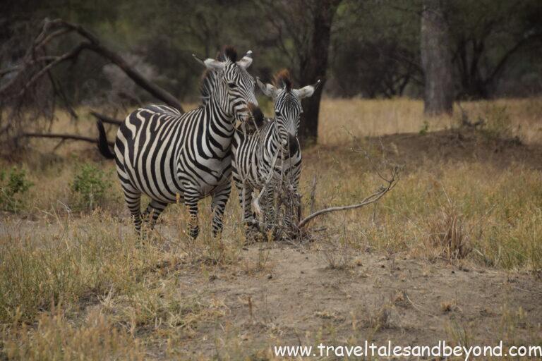 Zebras in Tarangire National Park, African safari, Tanzania
