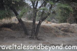 African safari, Tanzania