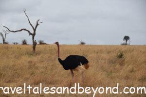 Ostrich, African safari, Tanzania
