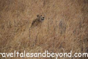 Cheetah, African safari, Tanzania