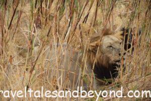 Lion resting on the Serengeti plains, Tanzania Africa family safari