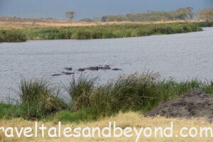 Hippos, African safari, Tanzania