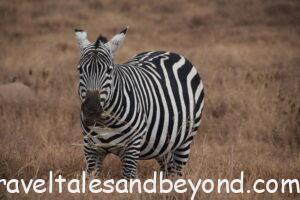 African safari, Tanzania