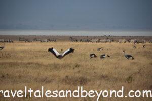 African safari, Tanzania