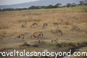 African safari, Tanzania