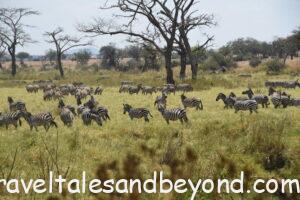 Zebras in African safari, Tanzania