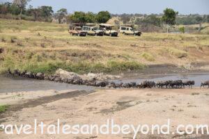The Great Migration, Tanzania