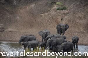 Elephant herd crossing the Mara River, Tanzania