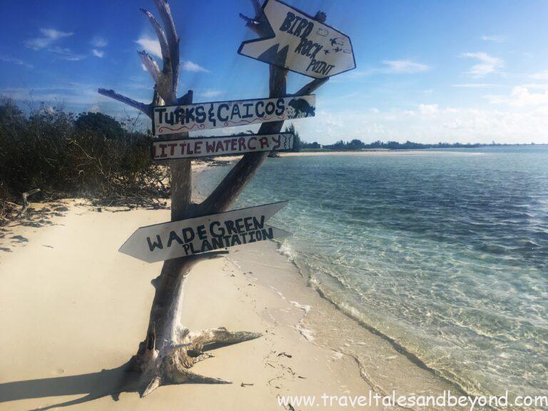 endangered rock iguanas at Little Water Cay Iguana Island Turks and Caicos