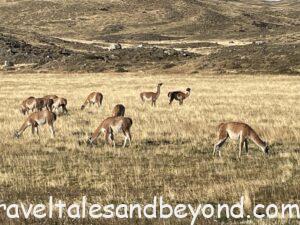 Guanacos, Torres del Paine, Chile