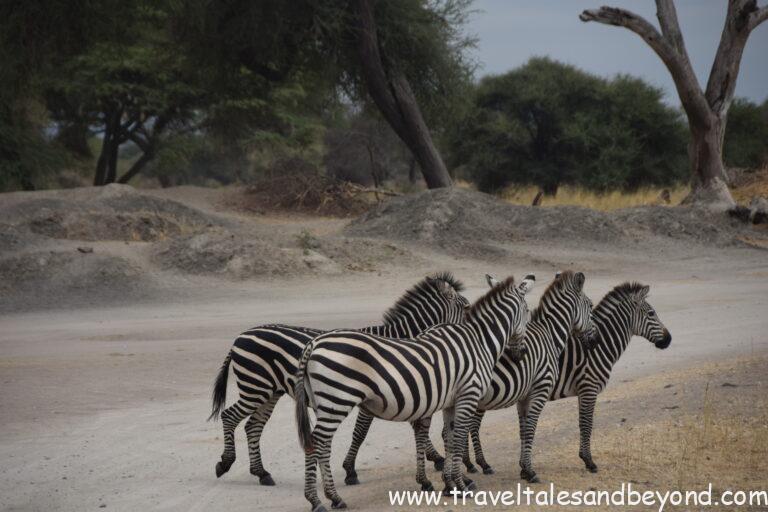 Zebra family - African safari