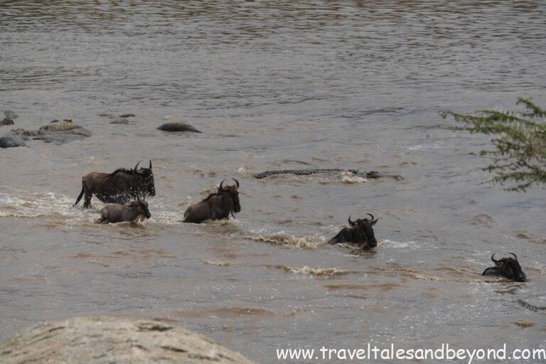 Tanzania Great Migration wildebeest crossing Mara River with crocodile, Serengeti safari