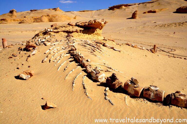 Fossilized whale skeleton at Wadi Al-Hitan, Whale Valley, in Egypt's Fayoum desert
