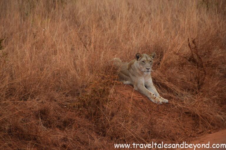 lioness in Tanzania