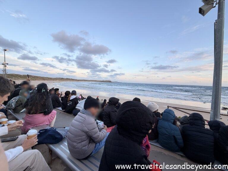 Seating area to watch the Penguin Parade, Philip Island, Australia
