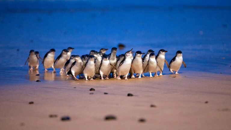 Penguin Parade - Official photo from their website