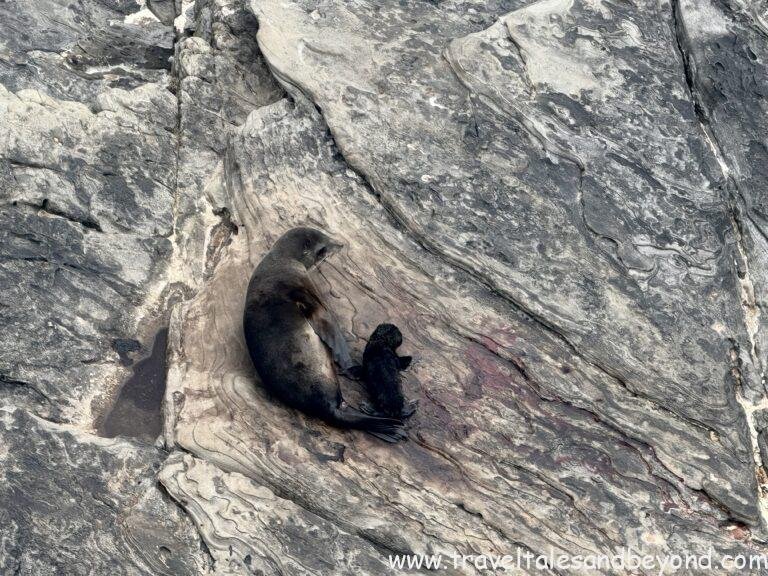 Long-nosed fur seals on the rocks near Admirals Arch, Kangaroo Island
