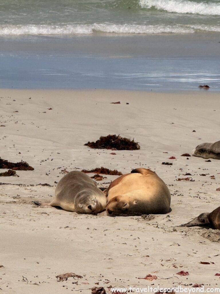 Sea lions, Seal Bay conservation park, Kangaroo Island, Australia