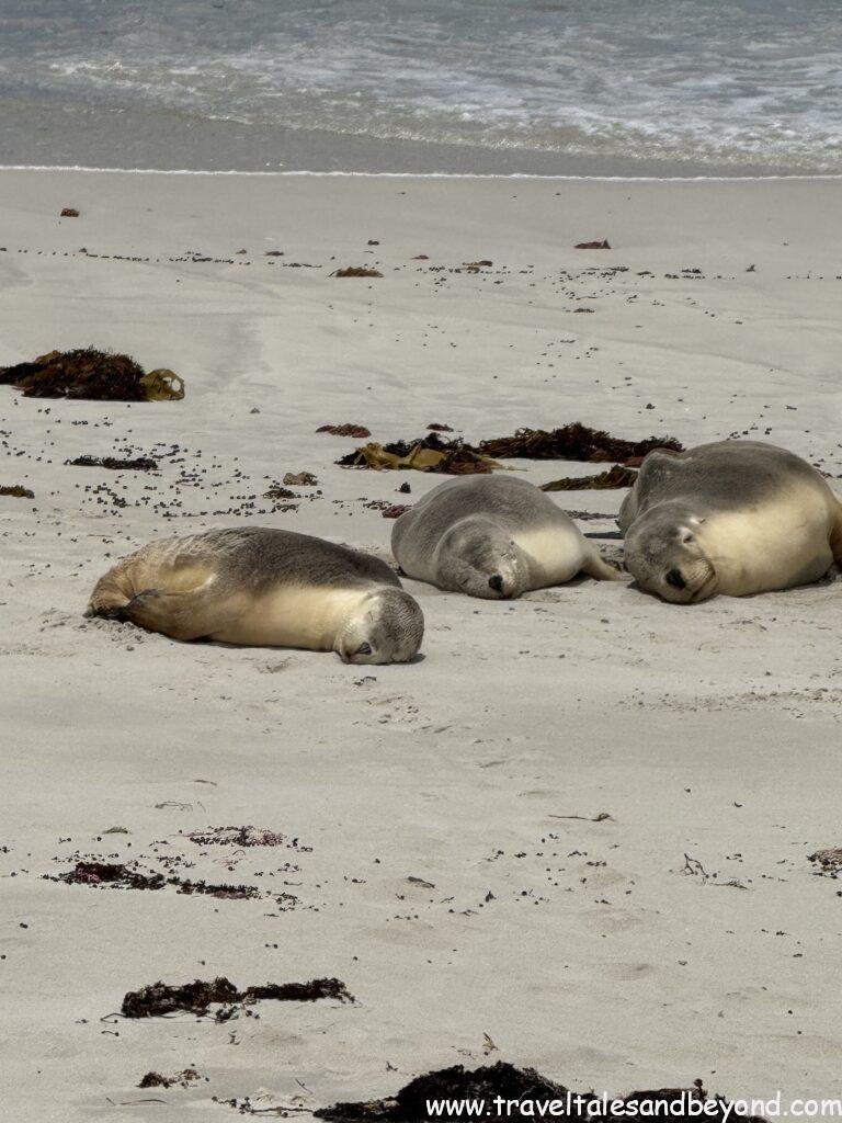 Sea lions, Kangaroo Island, Australia