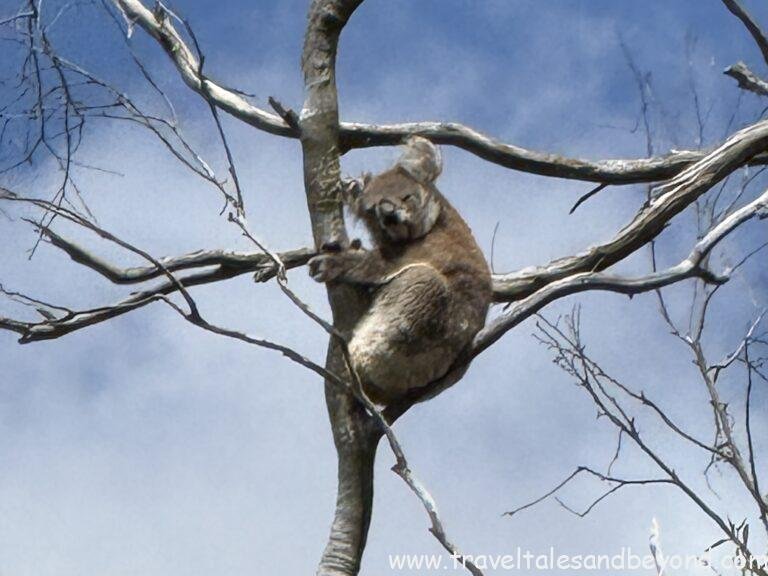 Wild koala resting in a tree on Kangaroo Island, Australia
