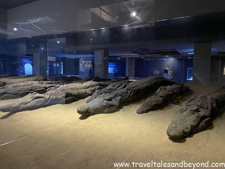 Mummified crocodiles at the Crocodile Museum, Kom Ombo Temple